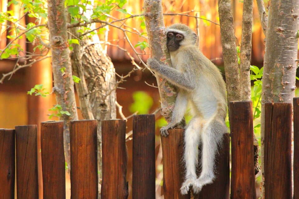 Nature animal world animals