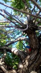 IMG_20150415_181544044_1 