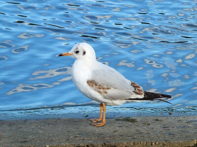 Nature bird water