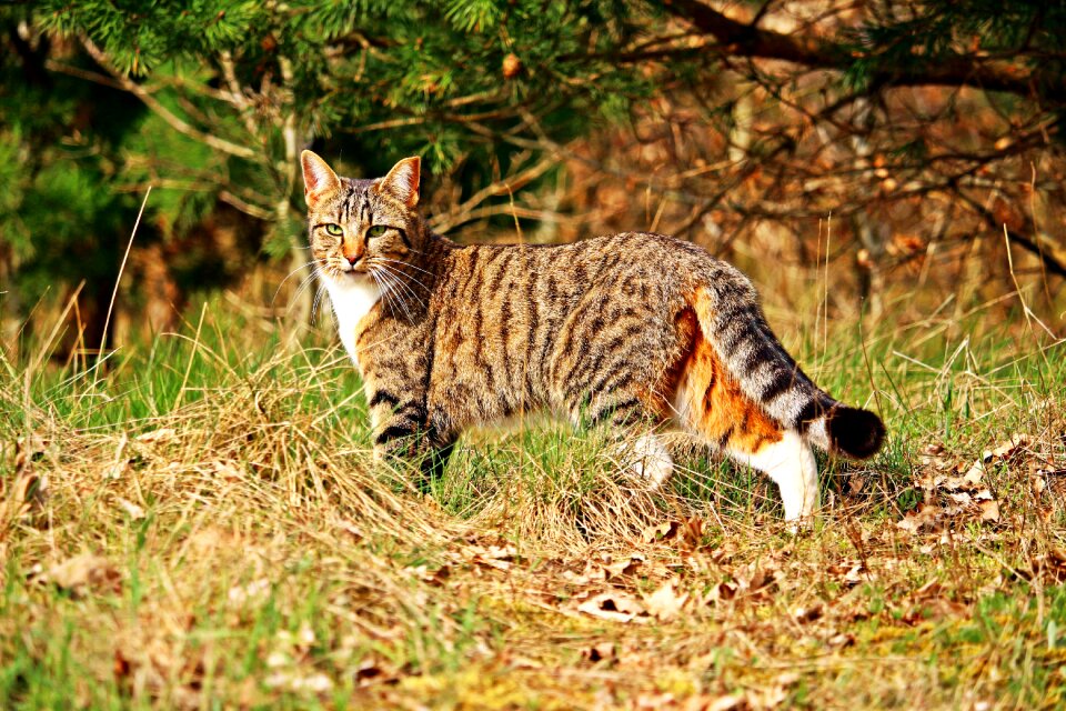 Kitten mackerel domestic cat
