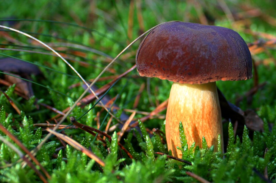 Suchohríb moss jesen