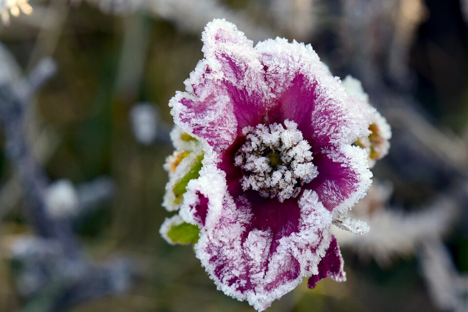 Rose hoarfrost winter