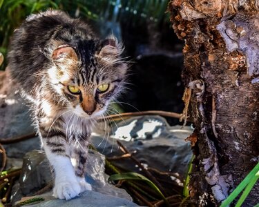 Looking homeless garden