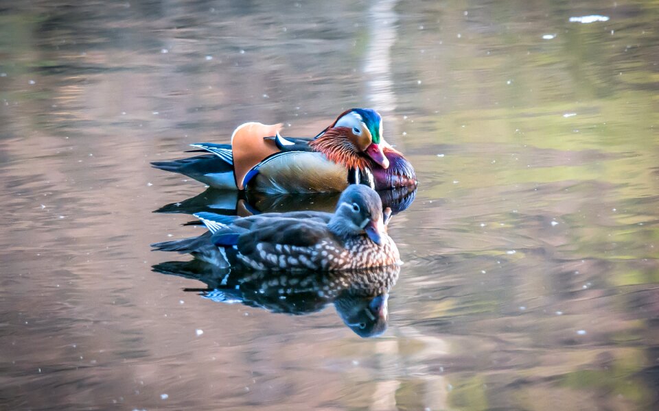 Males female pair of ducks photo