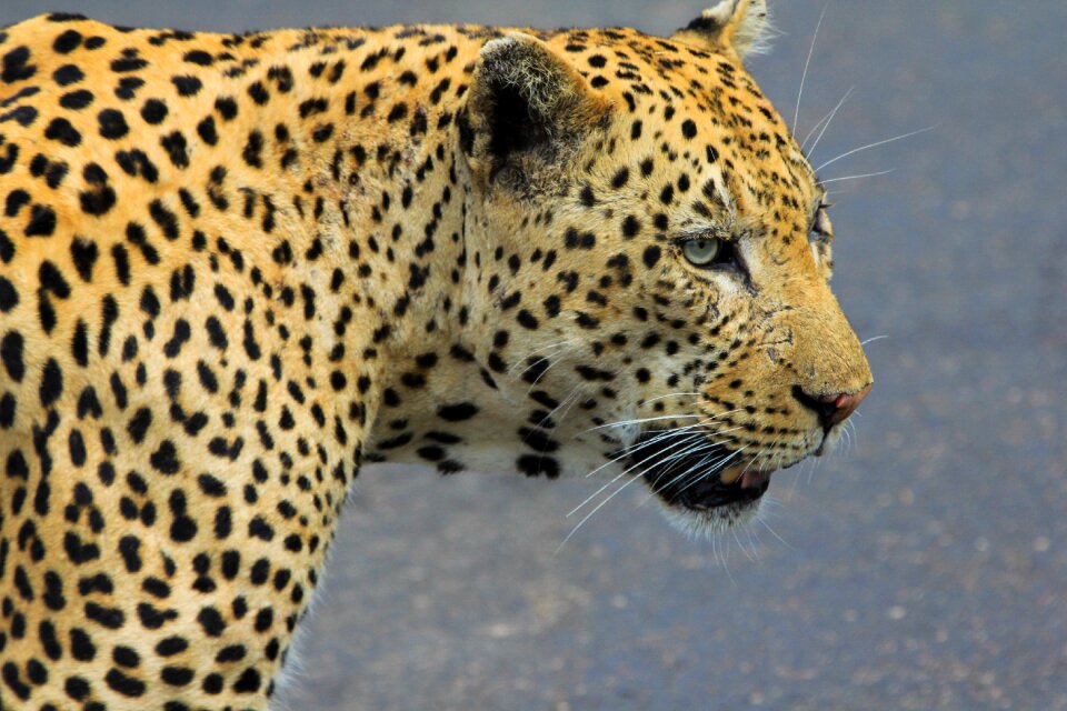 Wild animals animal wild