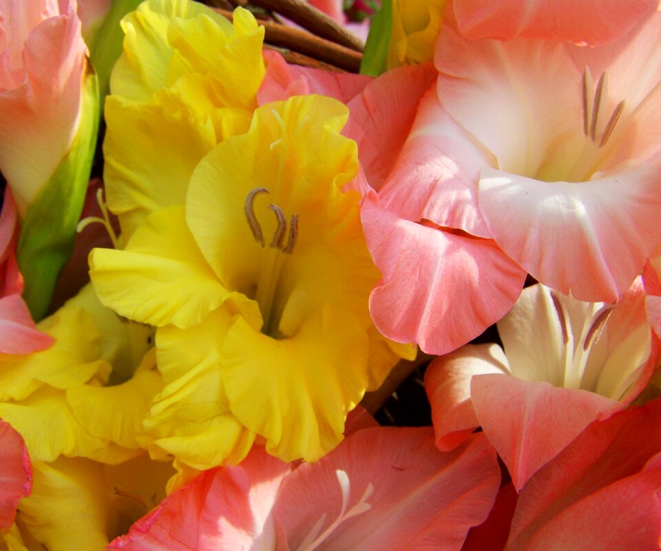 Yellow pale pink cut flower