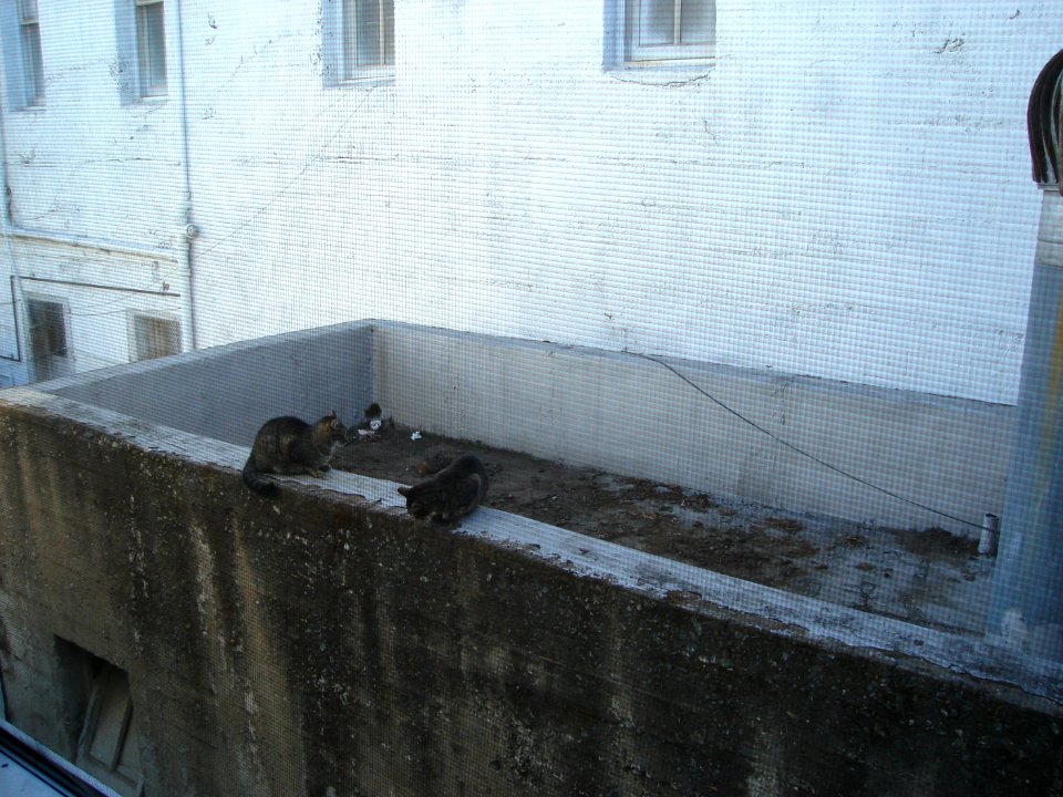 dsc00454.jpg 