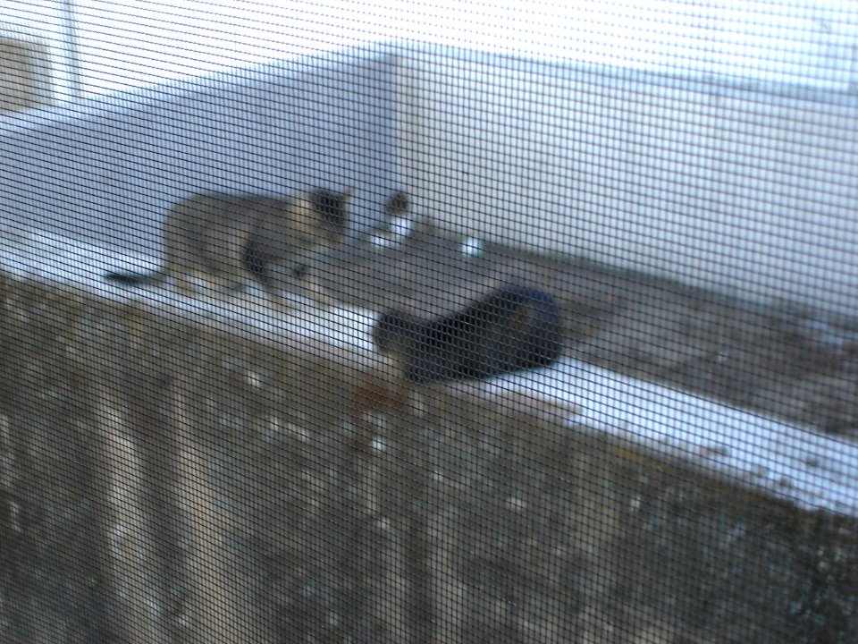 dsc00452.jpg 