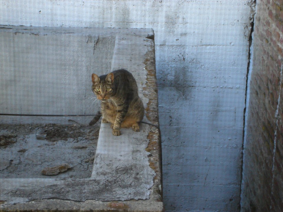dsc00437.jpg 