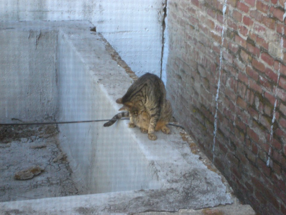 dsc00436.jpg 