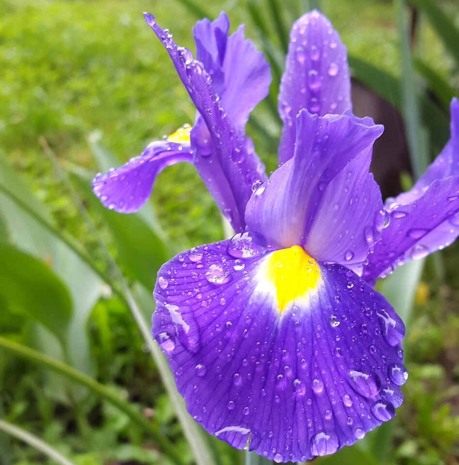 Floral blossom bloom