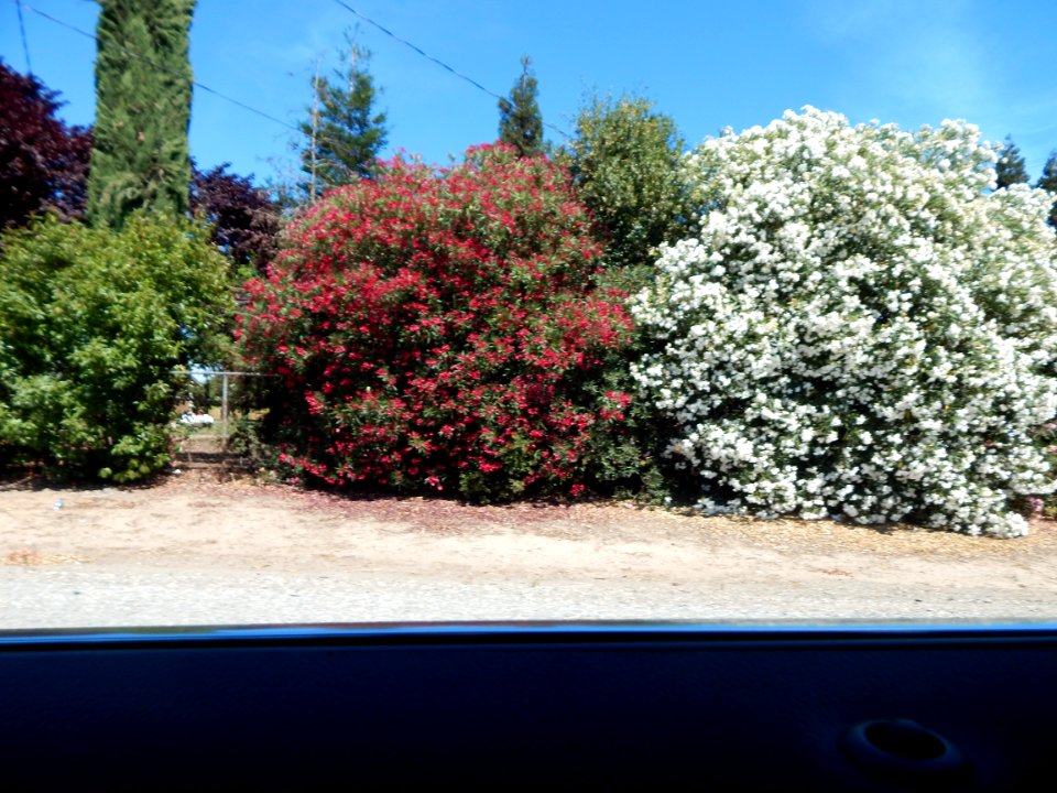 DSCN0875 