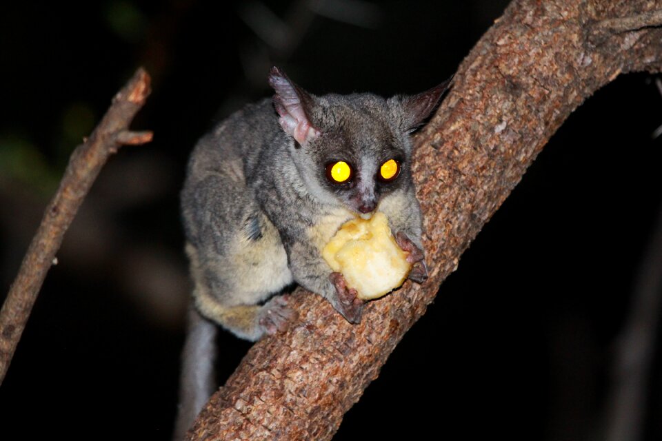 South africa nocturnal animals wild animals