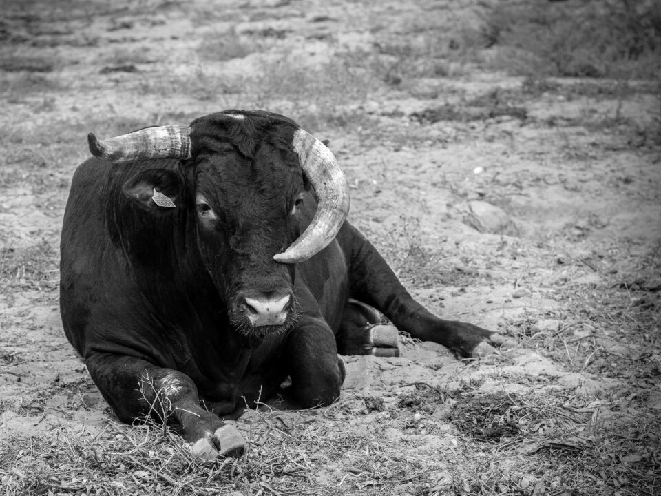 Horns black animals