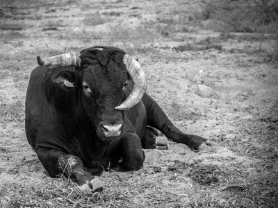 Horns black animals photo