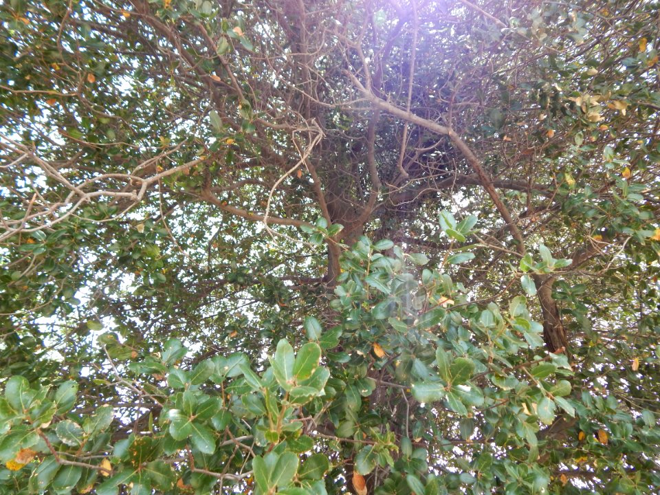 DSCN0922 