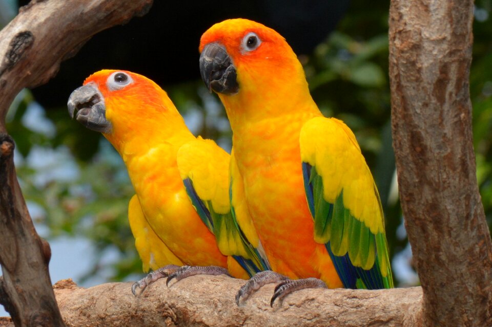 Animal feather parrot