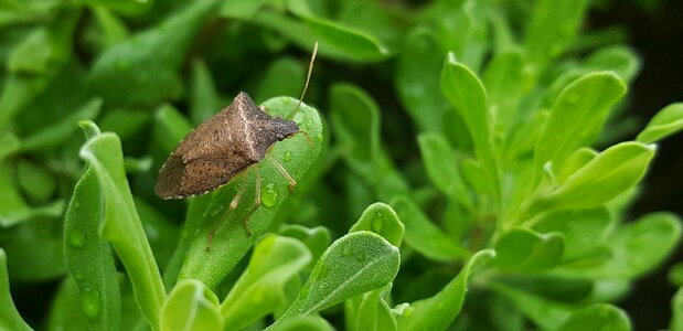 Insect brown bug flying insect photo