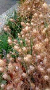 IMG_20150726_090407808_1 