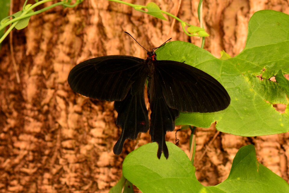 Nature wings black