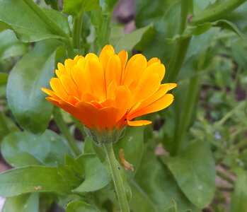 Floral flower garden plant