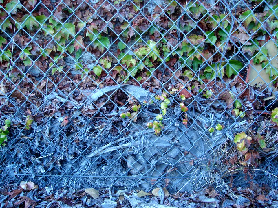 dsc02635.jpg 