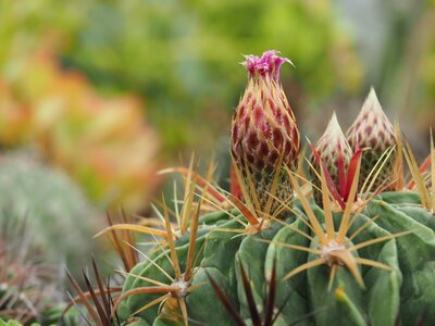 The pods succulents botanical garden prickly flower photo