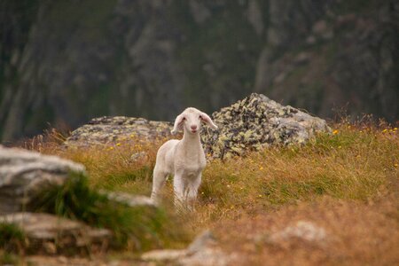 Sheep schäfchen little lamb photo