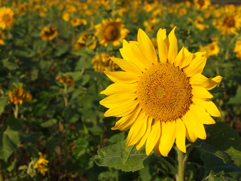 Sunflower yellow sunny farm
