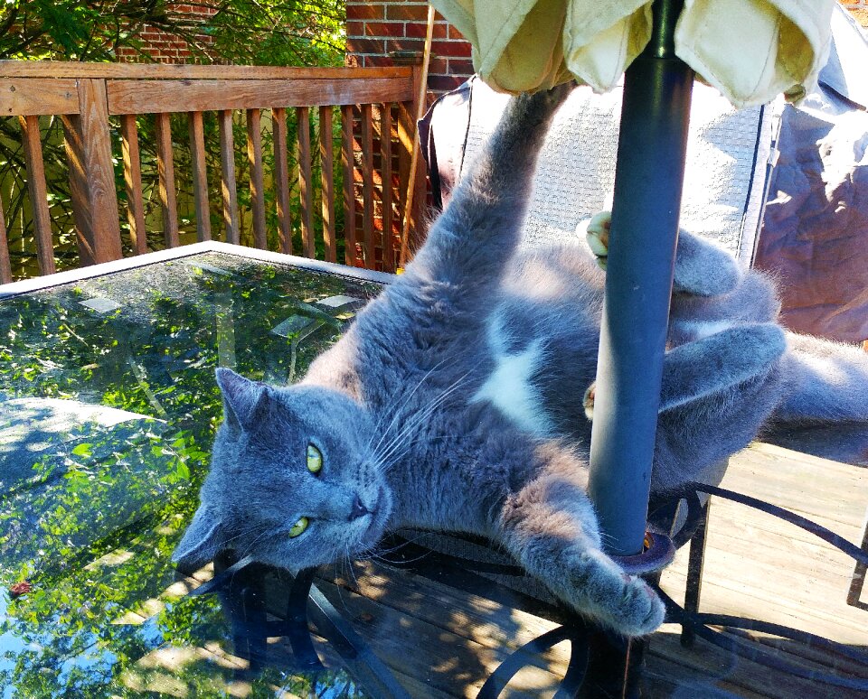 Pose playful pole dancing cat