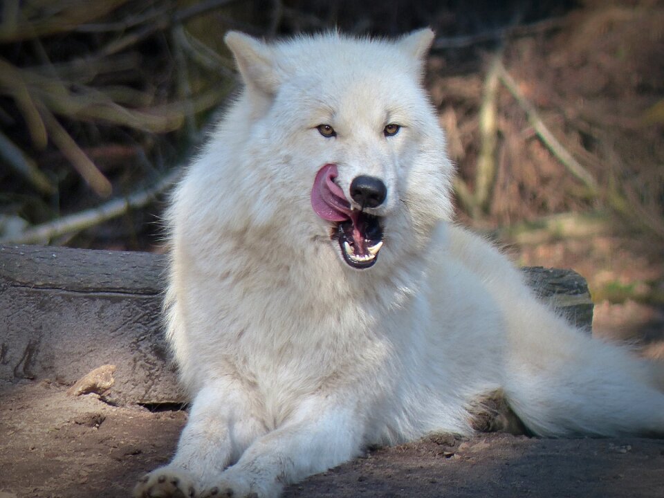 Carnivores animal world endangered