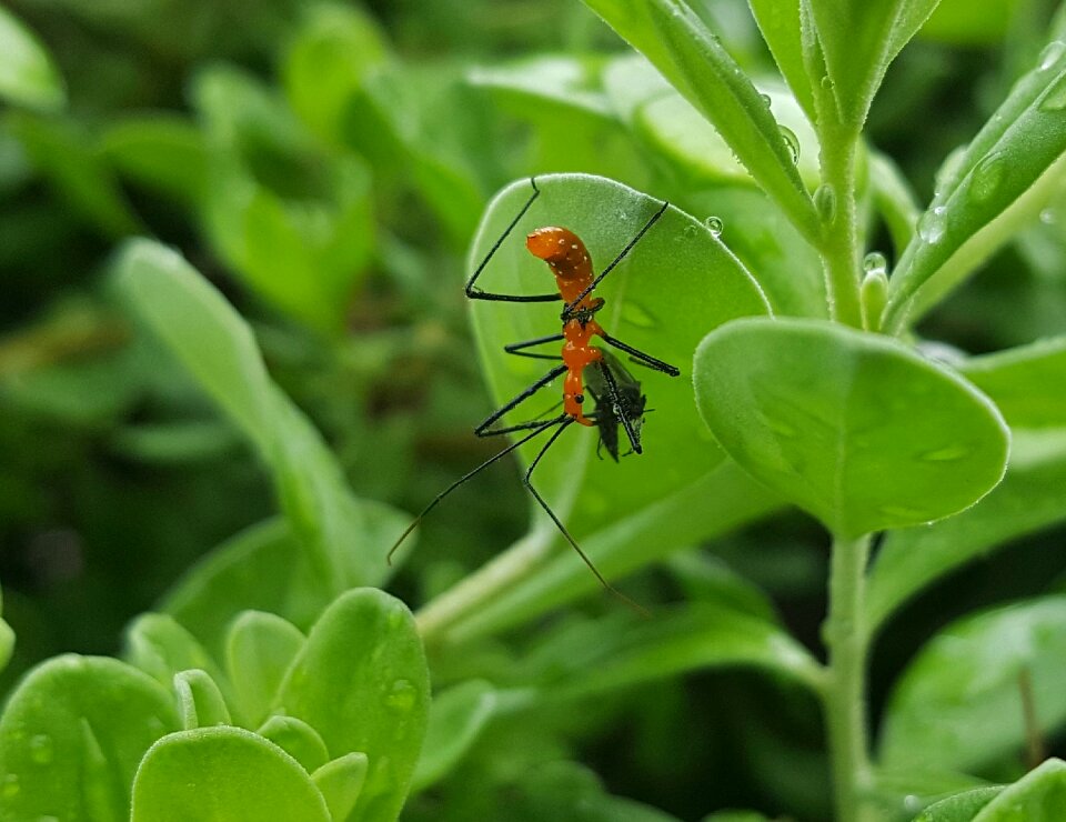 Insectoid hunting close up