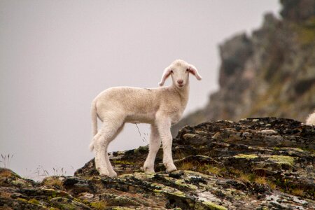 Sheep schäfchen little lamb photo