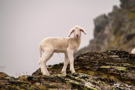 Sheep schäfchen little lamb