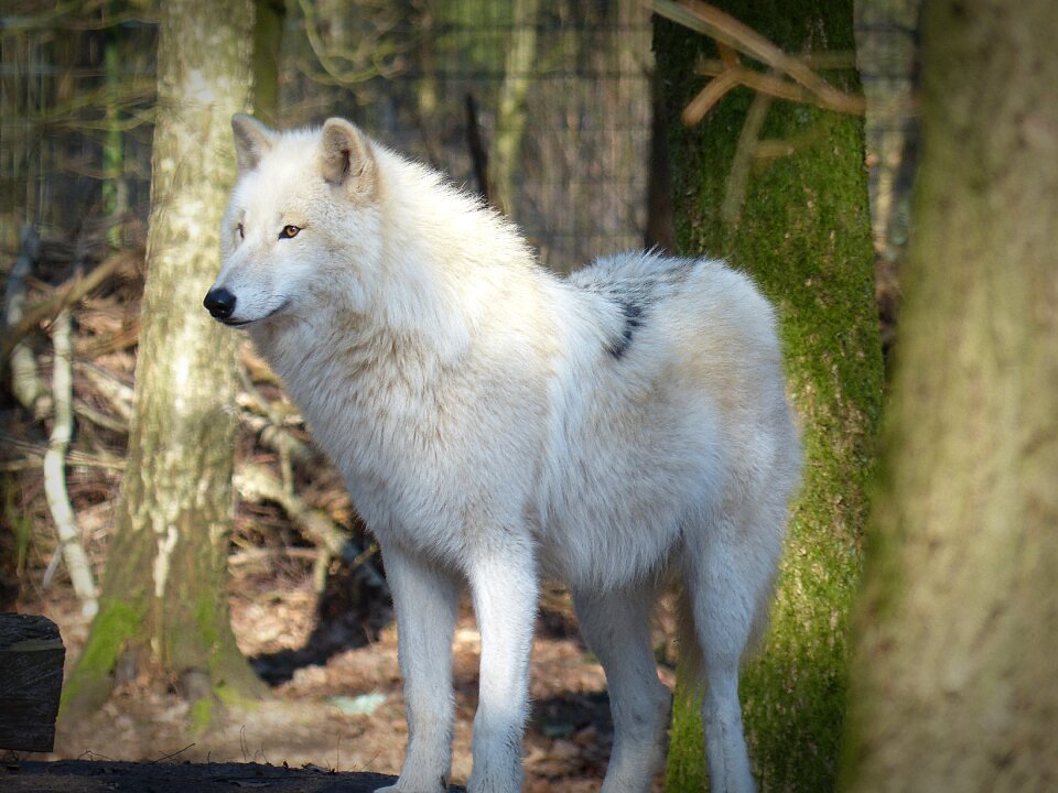 Carnivores animal world endangered