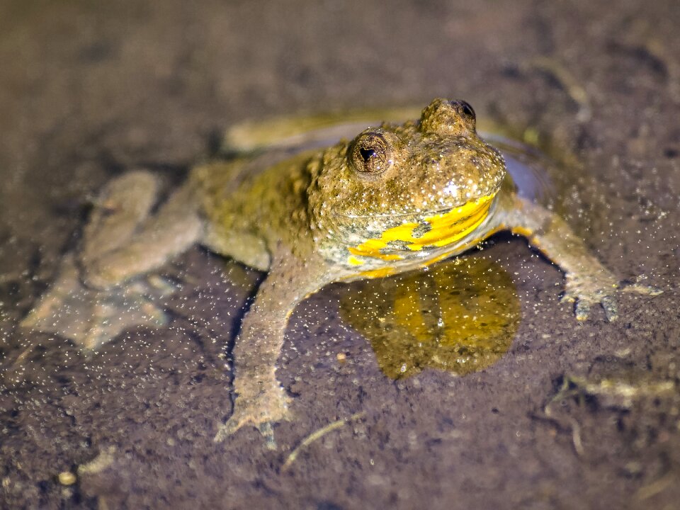 Amphibians nature animal
