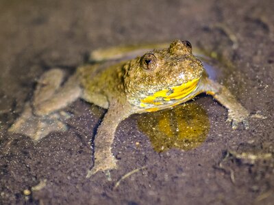 Amphibians nature animal