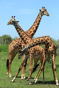 Africa animal savannah