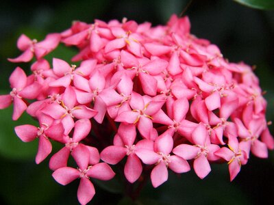 Flowers garden black photo