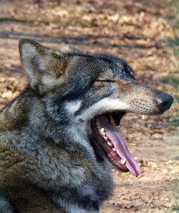 Carnivores animal world endangered
