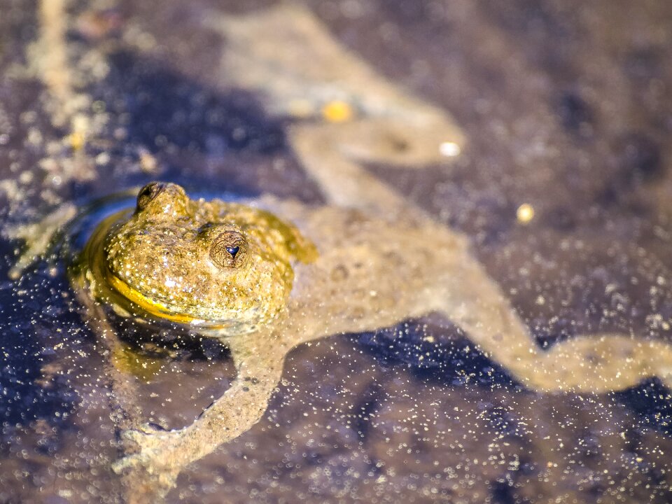 Amphibians nature animal