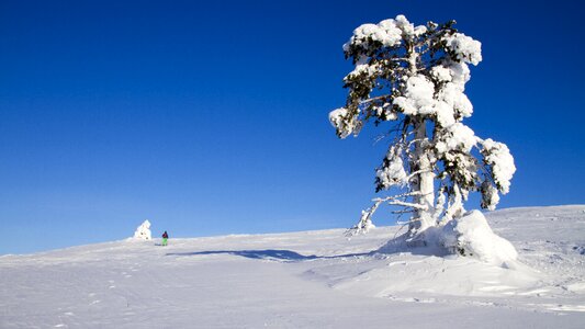 Wintry winter mood cold photo