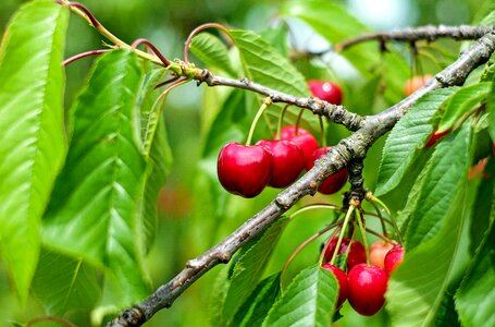 Cherry tree ripe red