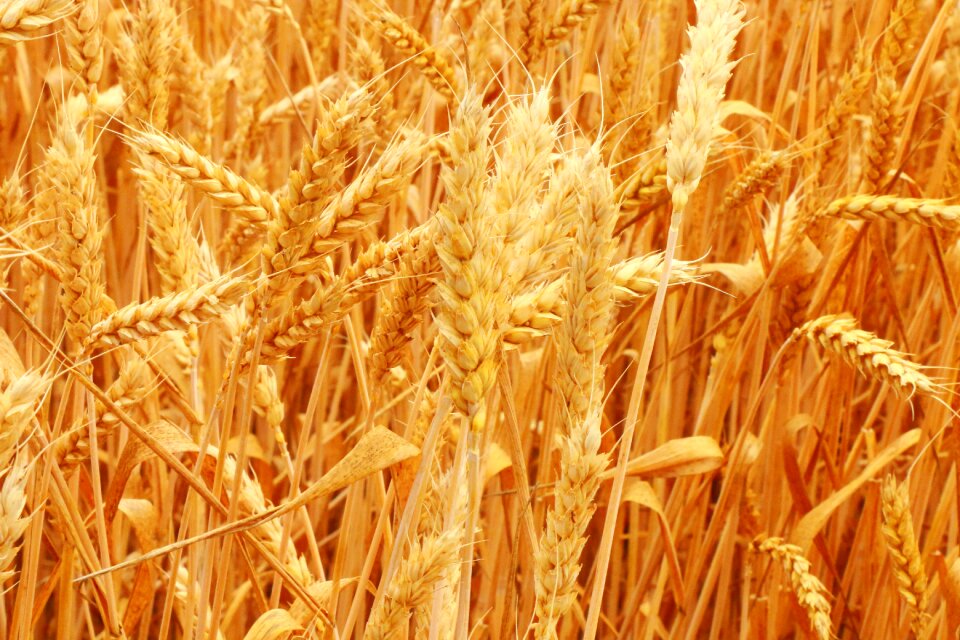 Ears slovakia cereals