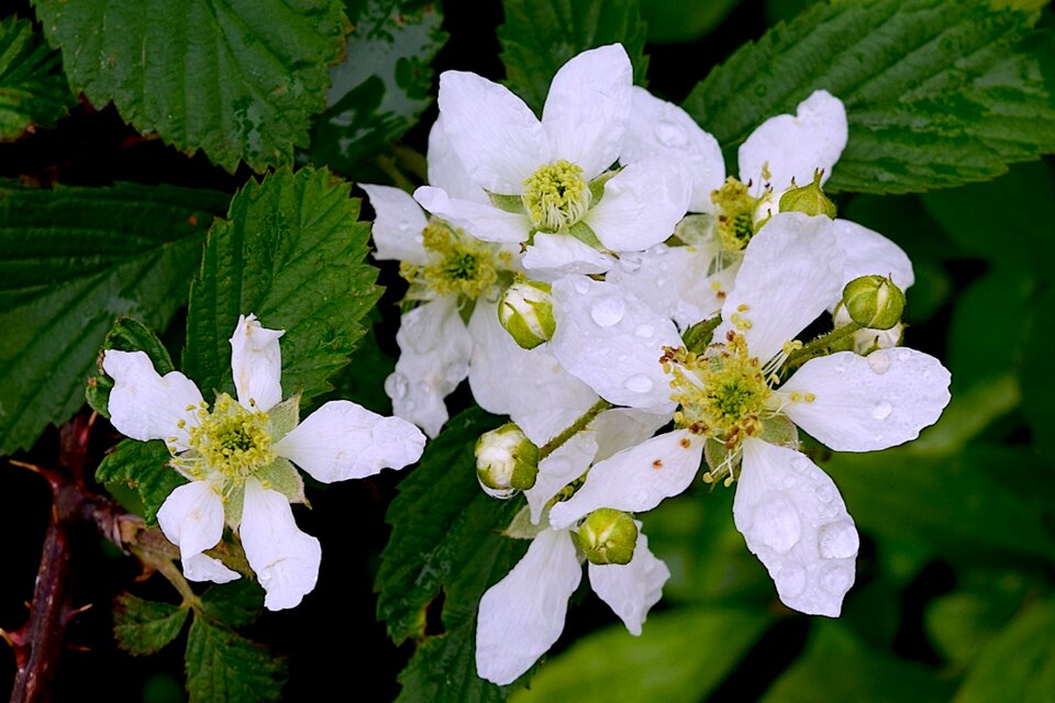 Nature spring green