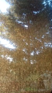 IMG_20150802_195553003 