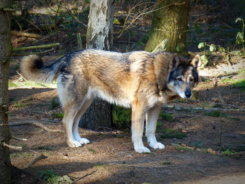 Carnivores animal world endangered