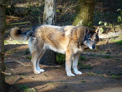 Carnivores animal world endangered