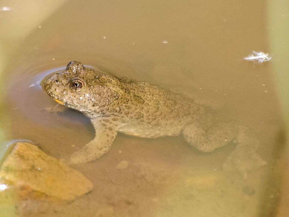 Amphibians nature animal