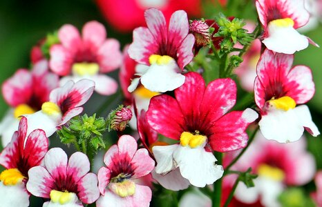 Market stall flower flowers photo